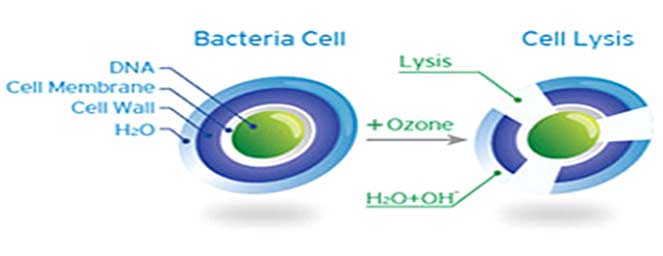bacteria-cell-01